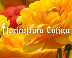 Floricultura